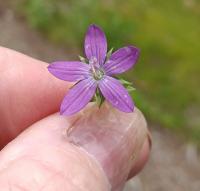 Triodanis perfoliata image